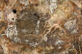 Beautiful Petrified Wood (Araucaria) Slab - Madagascar #361462-1